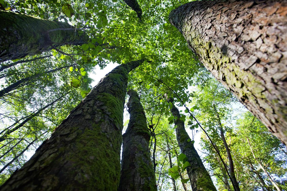 La foga del verde giustifica lo sterminio degli alberi anziani