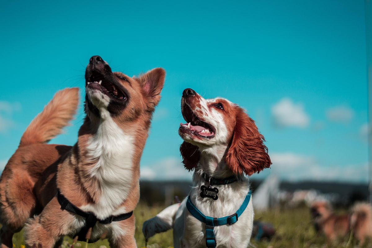 A dog's sense of smell is so strong it's like having a second set of eyes, study says