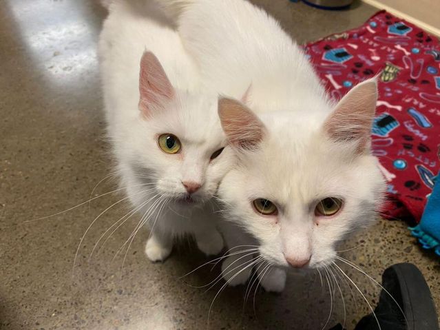 bonded cat snuggles