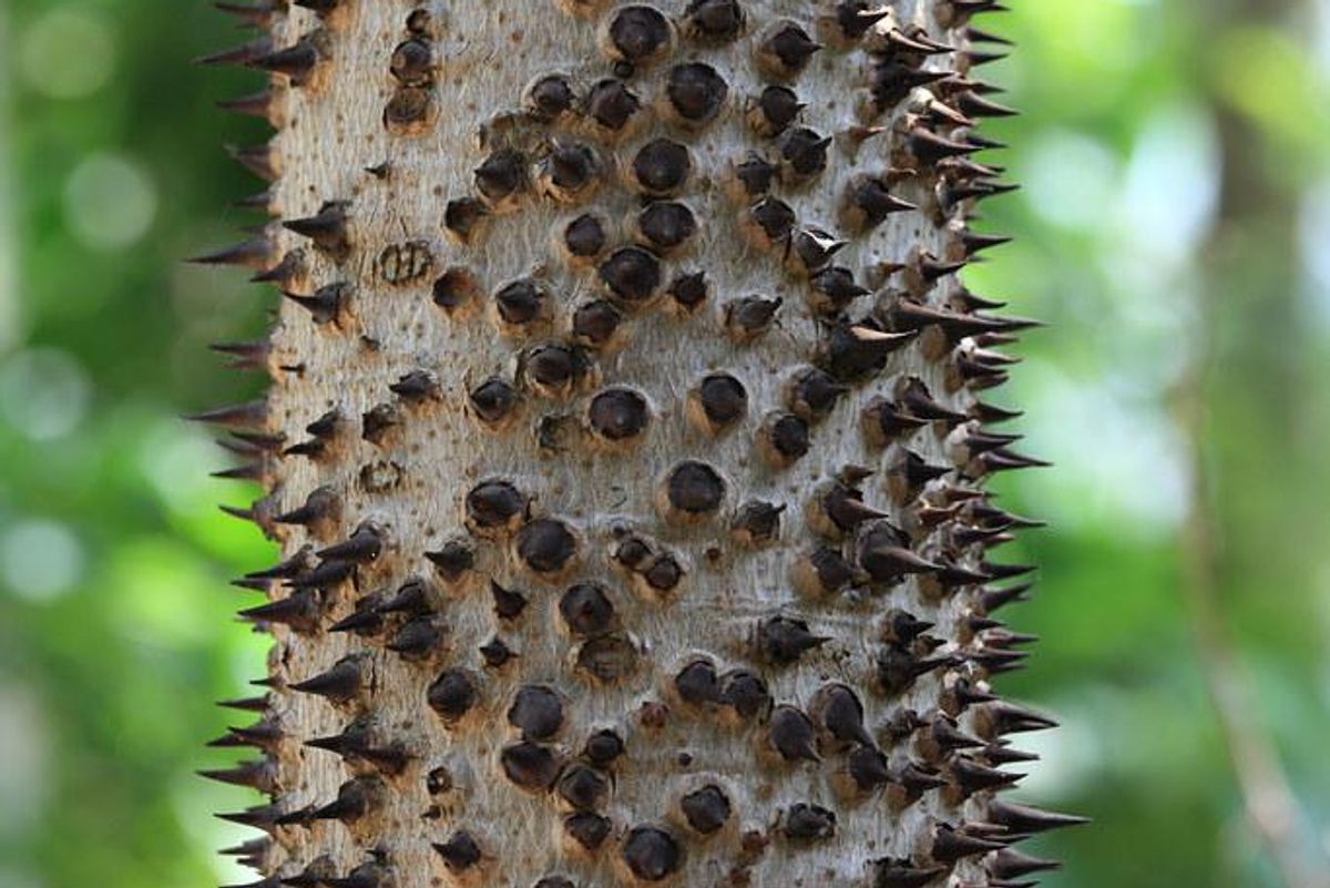 sandbox tree, deadly trees, exploding fruit