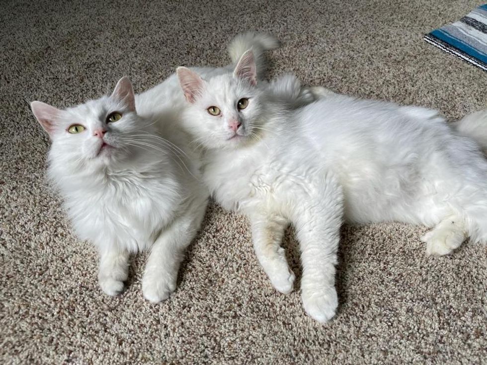 bonded pair cats