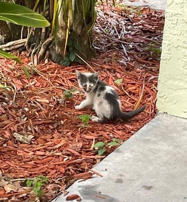 stray kitten outside