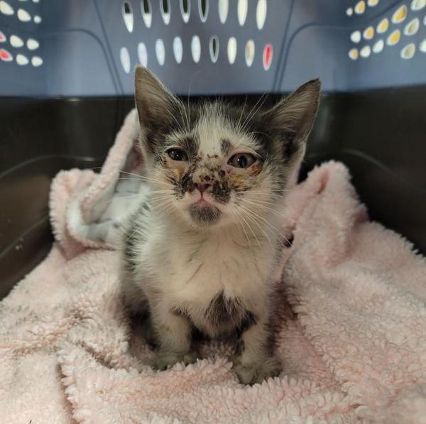 kitten rescued kneading