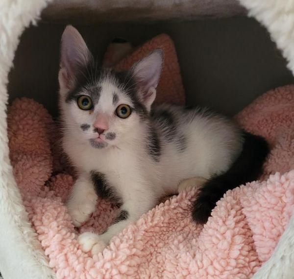 kitten kneading blanket