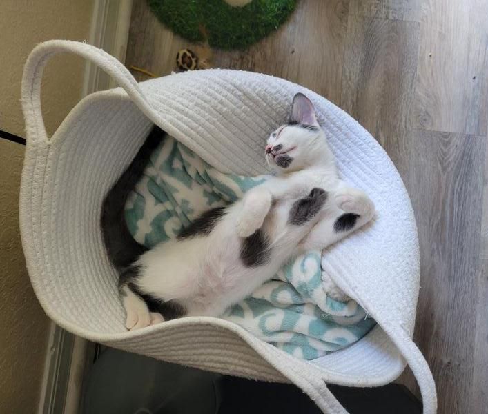 sleeping kitten basket