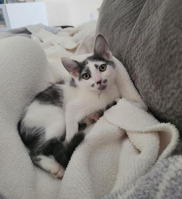 kitten snuggly mustache