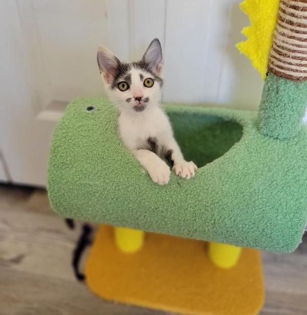 kitten climbs cat tree