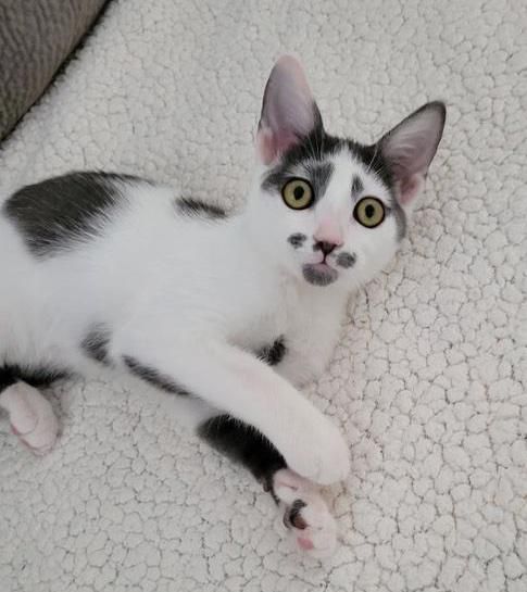 kitten with mustache