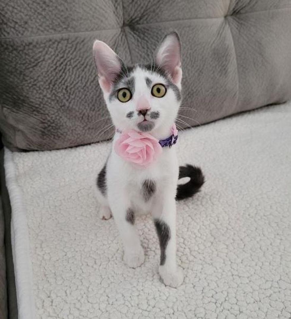 Kitten Who Has Been Wandering Outside, Runs Toward Woman Who Changes