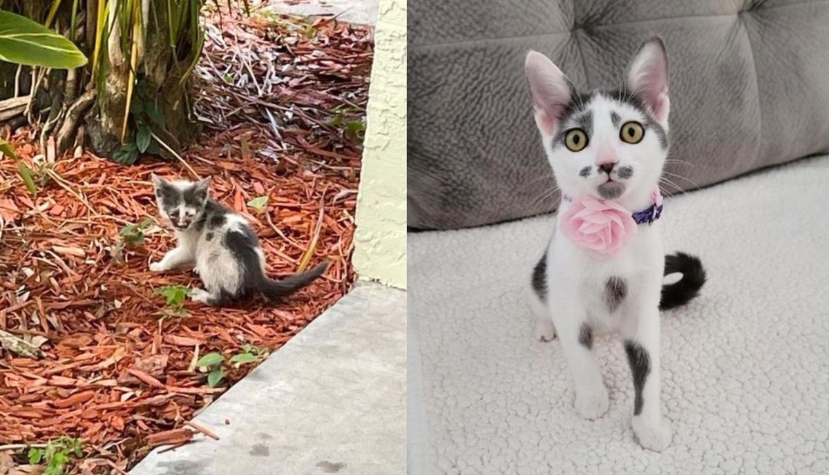 Kitten Who Has Been Wandering Outside, Runs Toward Woman Who Changes Her Life Completely