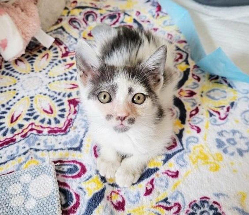 sweet kitten mustache