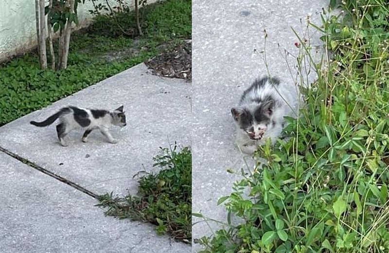 stray kitten wandering