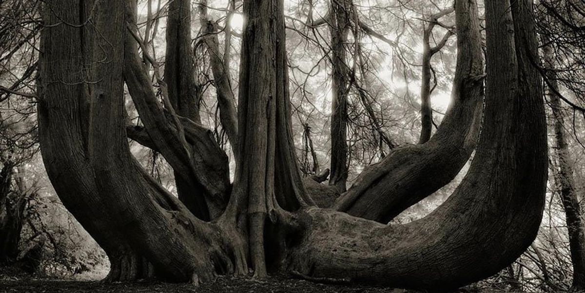This Woman Spent 14 Years Photographing The Oldest Trees In The World