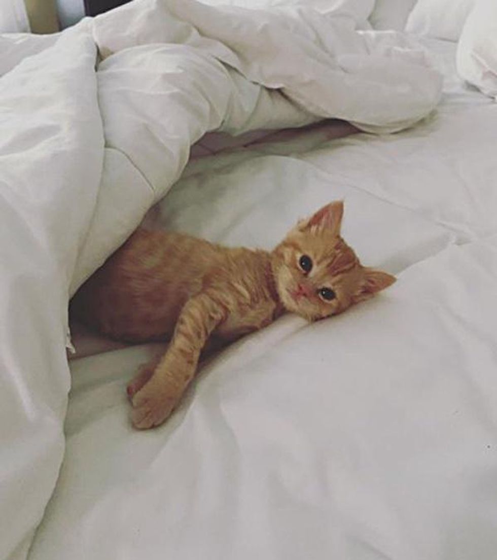 kitten in bed