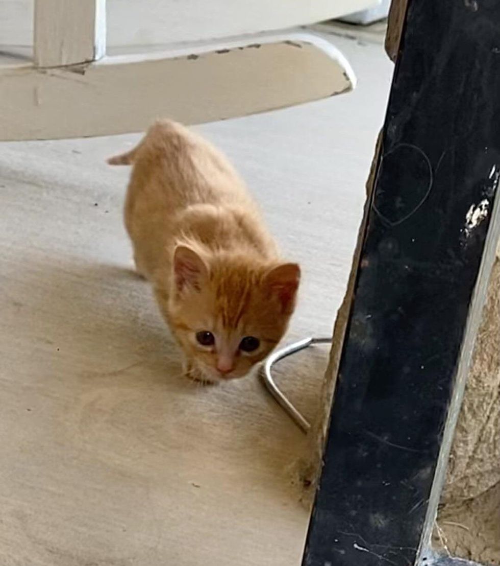 kitten on prowl