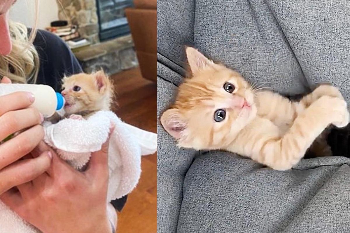 Man Hears Kitten from the Engine of an Excavator and Does Everything to Get Him Out