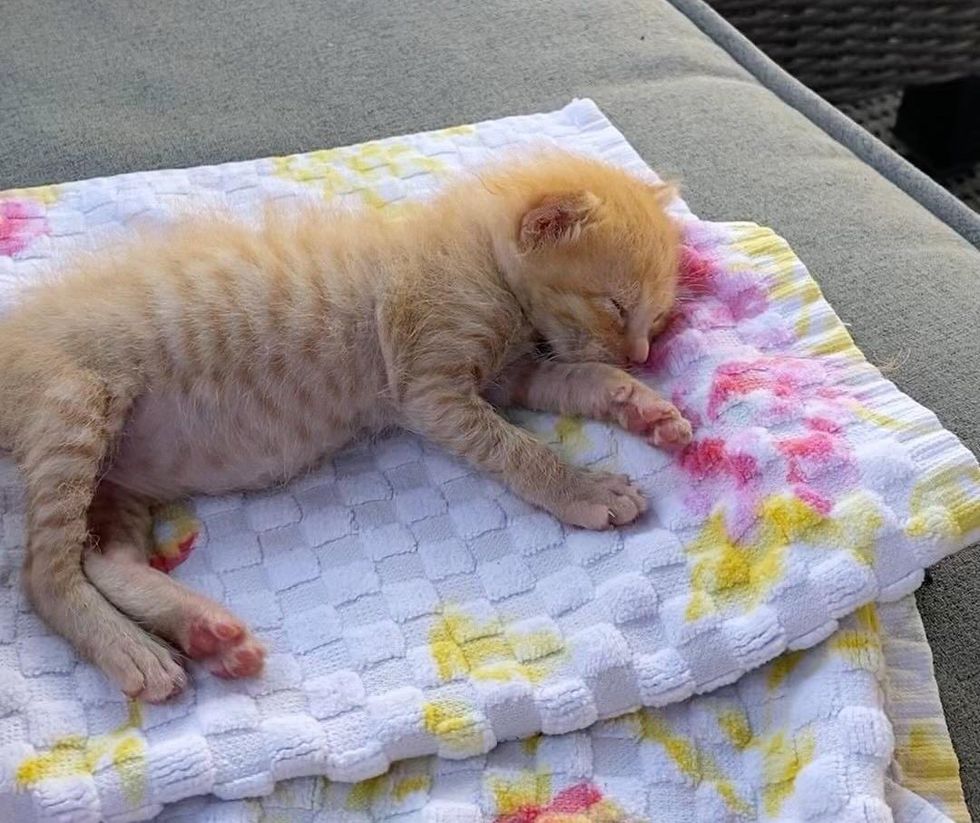 sleeping tabby kitten