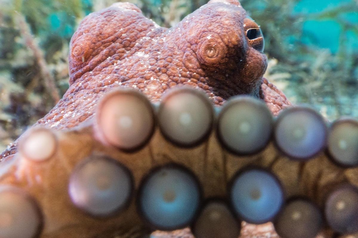 How to UNLOCK ALL 4 Deep Dive Aquatic SKINS on Snake io