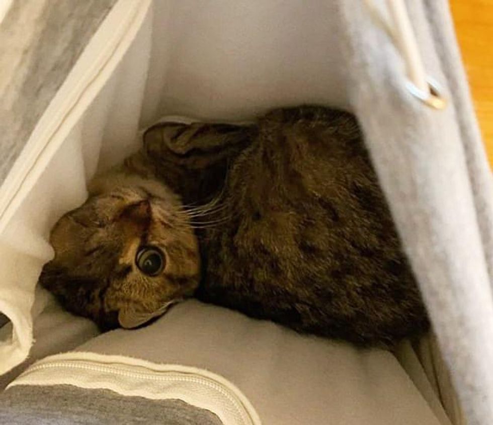 one-eyed kitten in pouch