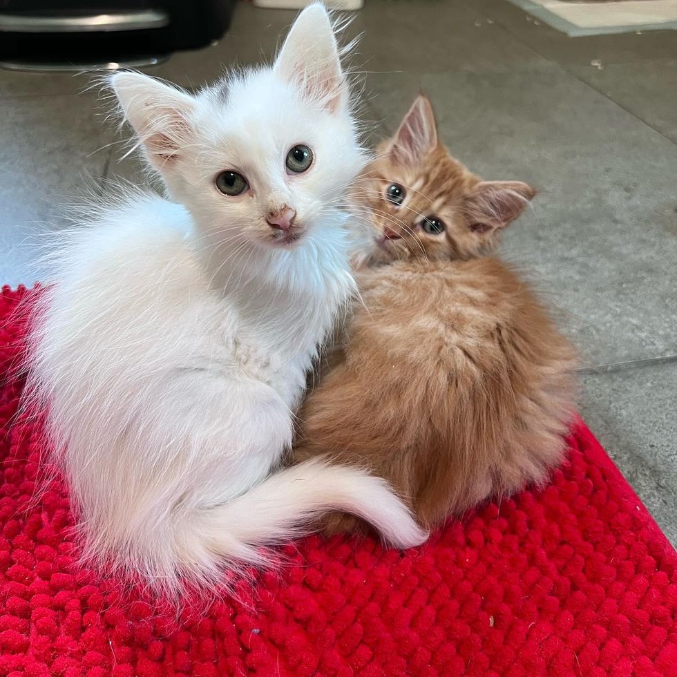 kittens snuggly friends