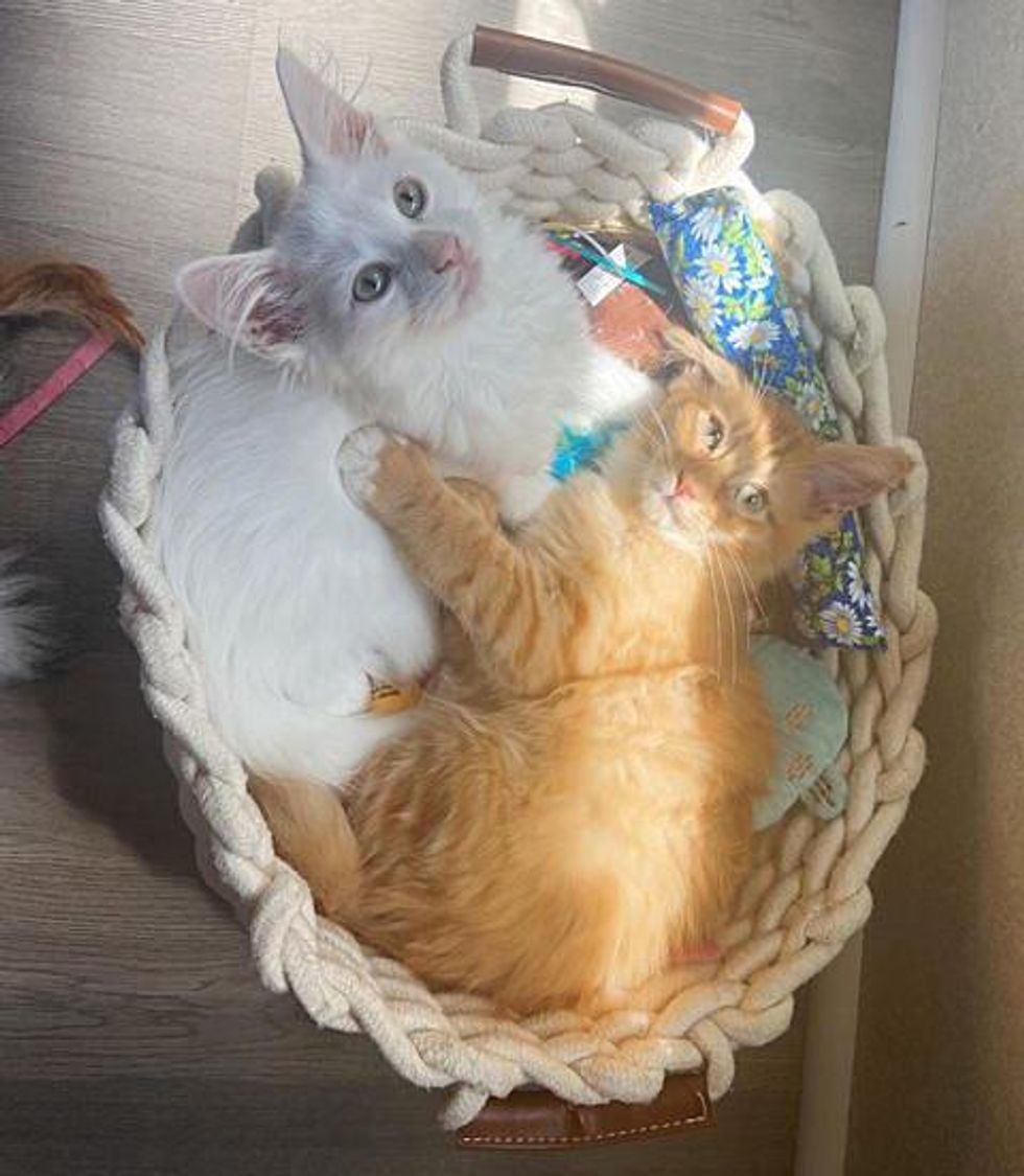 basket cuddly kittens
