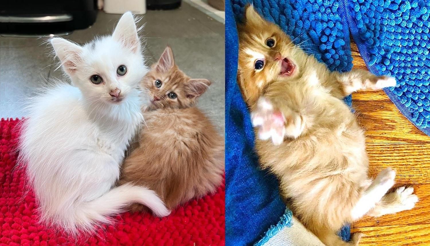 Kittens from Different Litters Didn't Know They Needed Each Other Until
