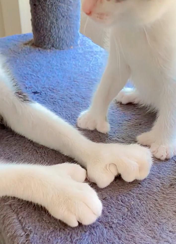 polydactyl cat toes