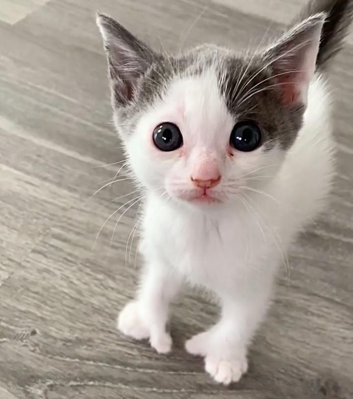 Kitten 2024 toe beans