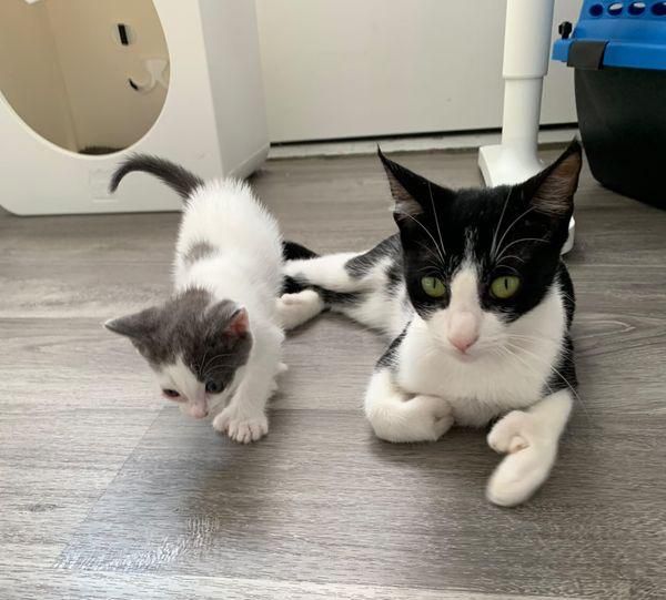 cat mom and kitten extra toes