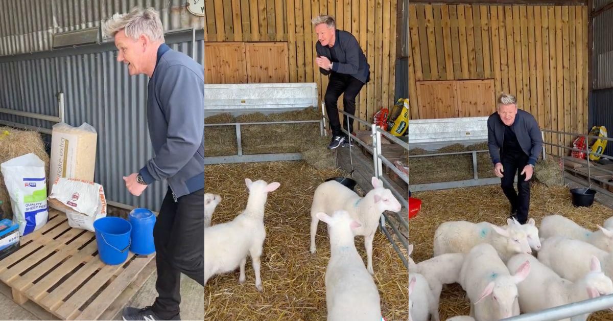 Gordon Ramsay Divides Fans After Jokingly Picking Out One Of His Lambs To Slaughter On TikTok