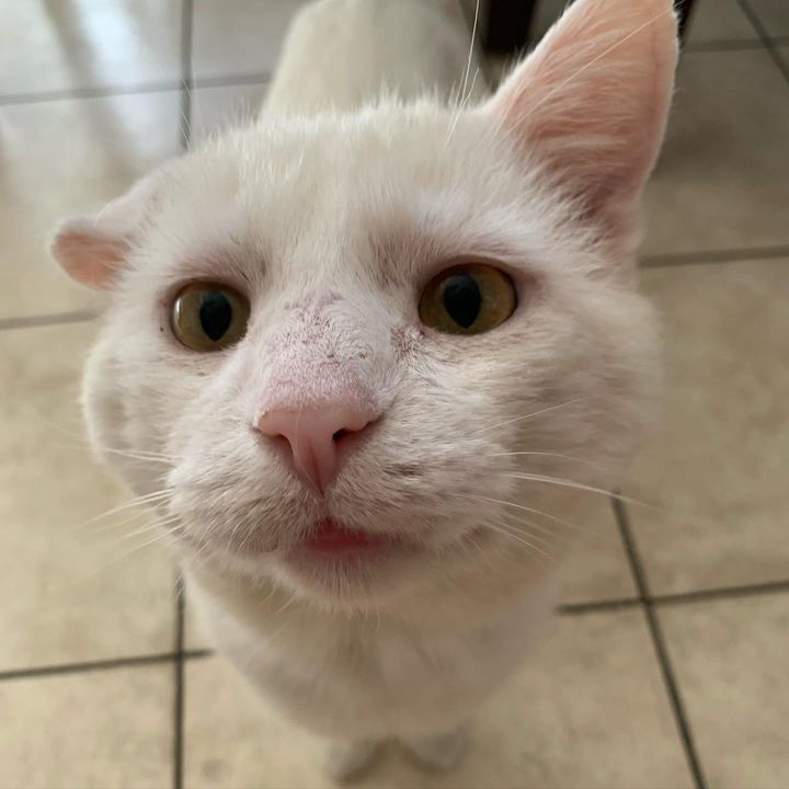 cat with crinkled ear