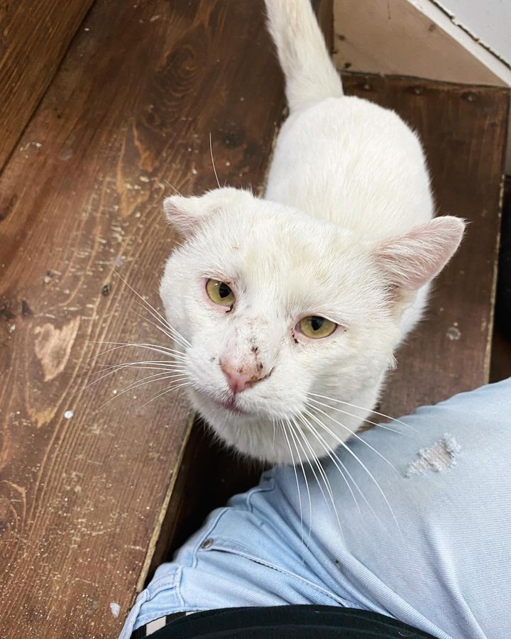 cat crinkled ear scratched nose