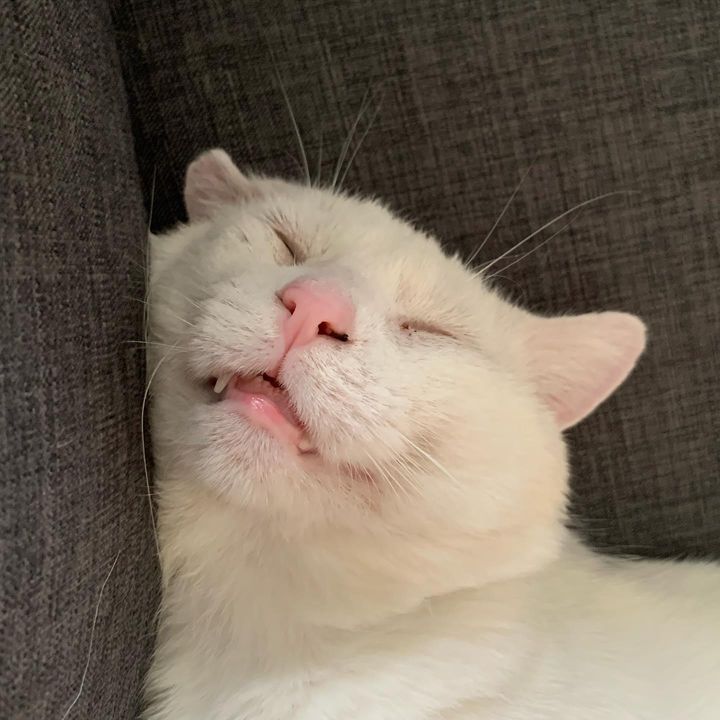 sleeping relaxed cat