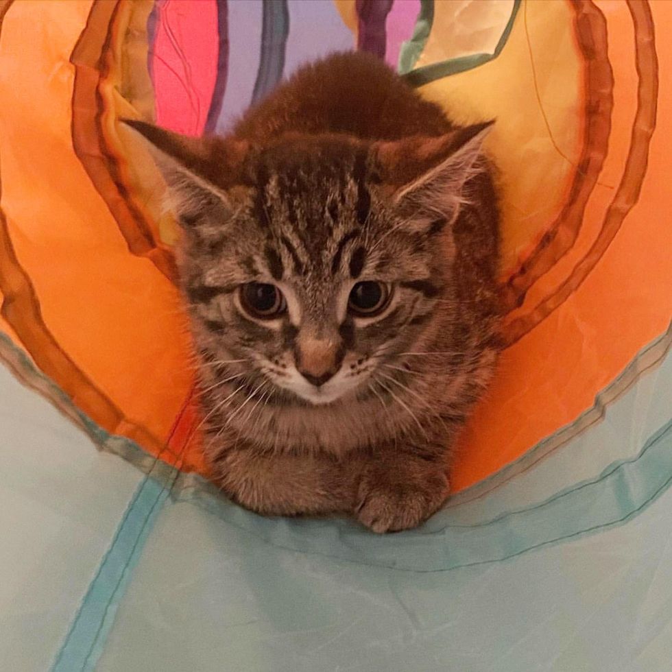 kitten in tunnel