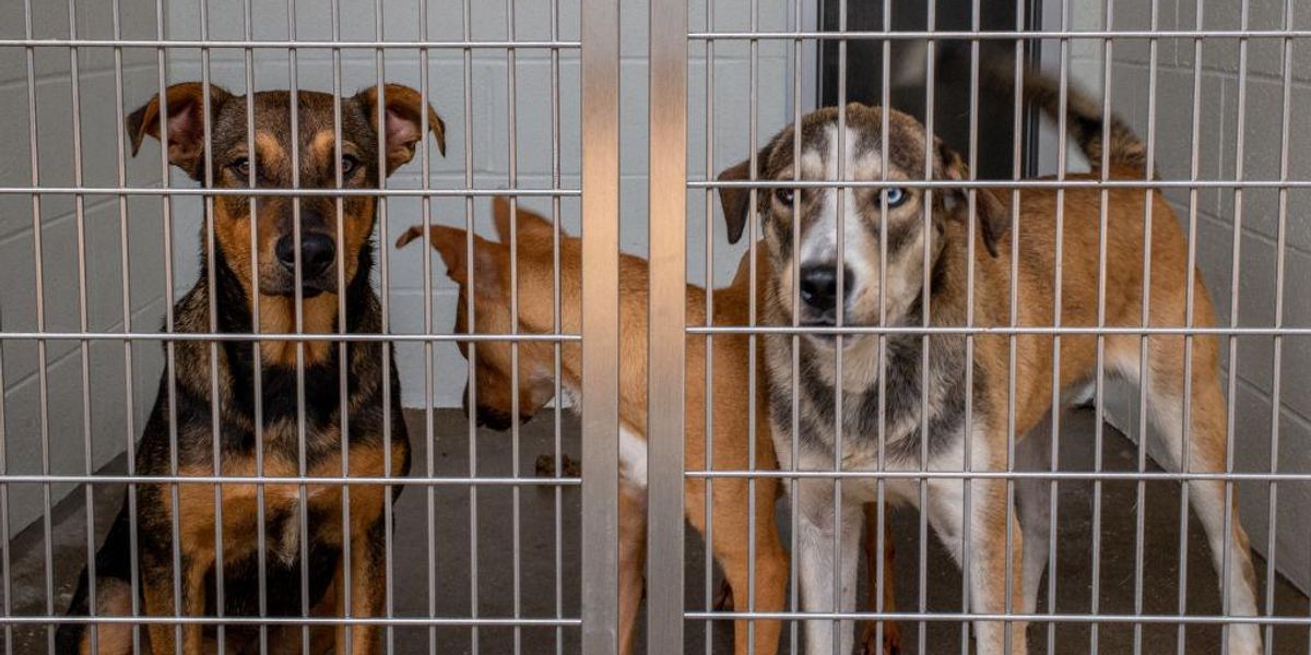 Animal shelters nationwide report an increase in pet surrenders due to higher cost of living Animal shelters nationwide report an increase in pet surrenders due to higher cost of living