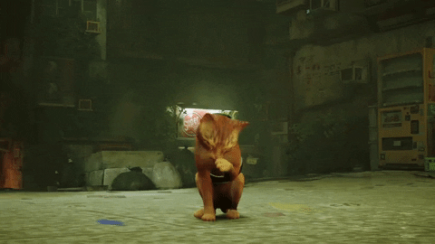 stray helps real cats