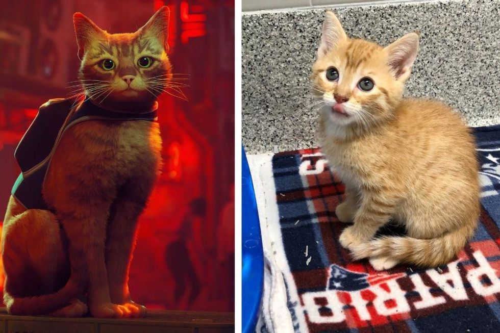 Real-life cats react to Stray and the internet loves it