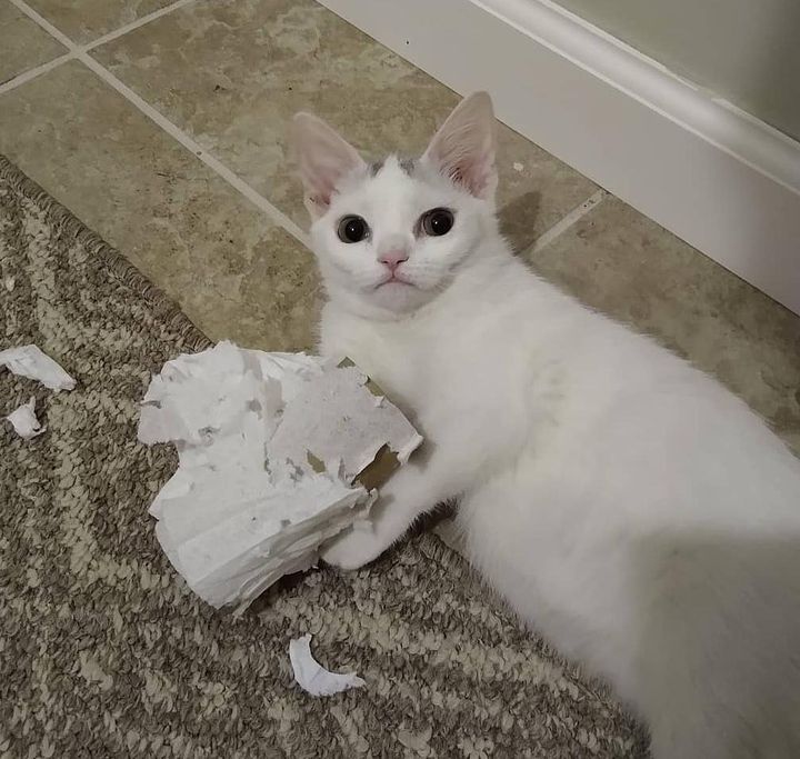 kitten toilet paper