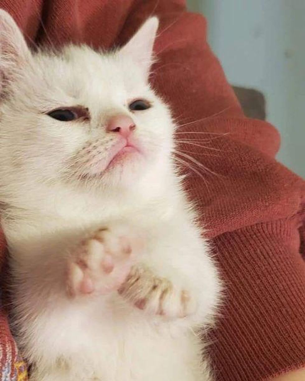 grumpy face kitten
