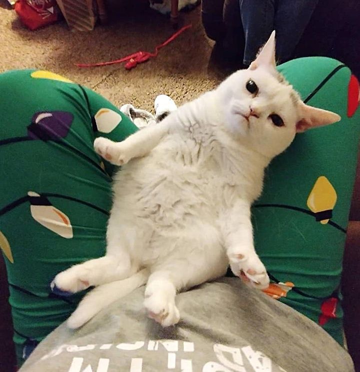 lap cat, dwarf cat