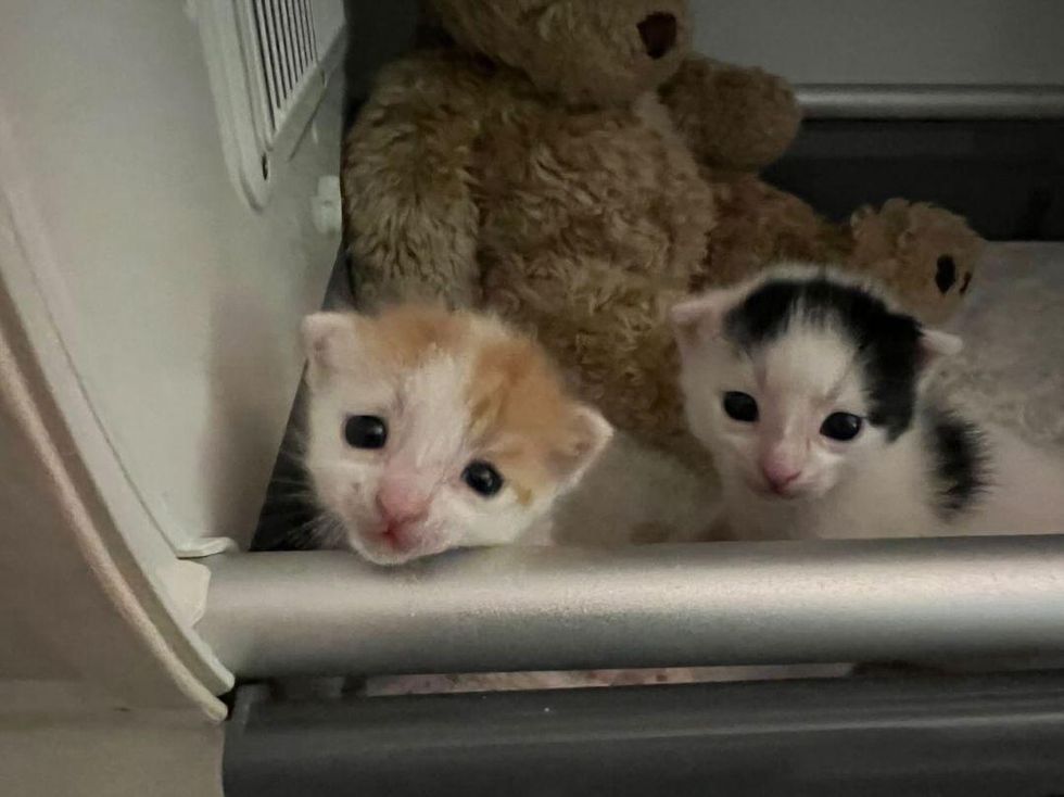 kittens incubator