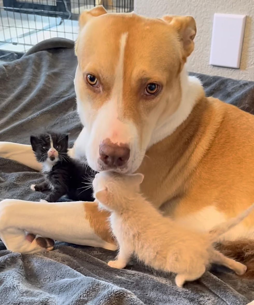 kittens dog snuggles