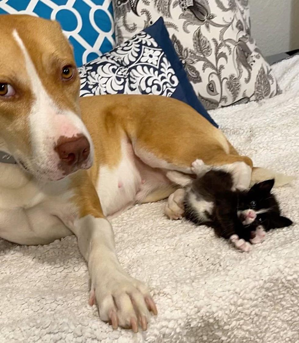 dog kitten tuxedo