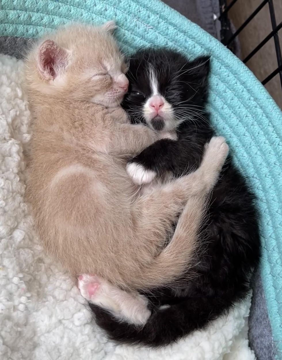 cuddly kittens