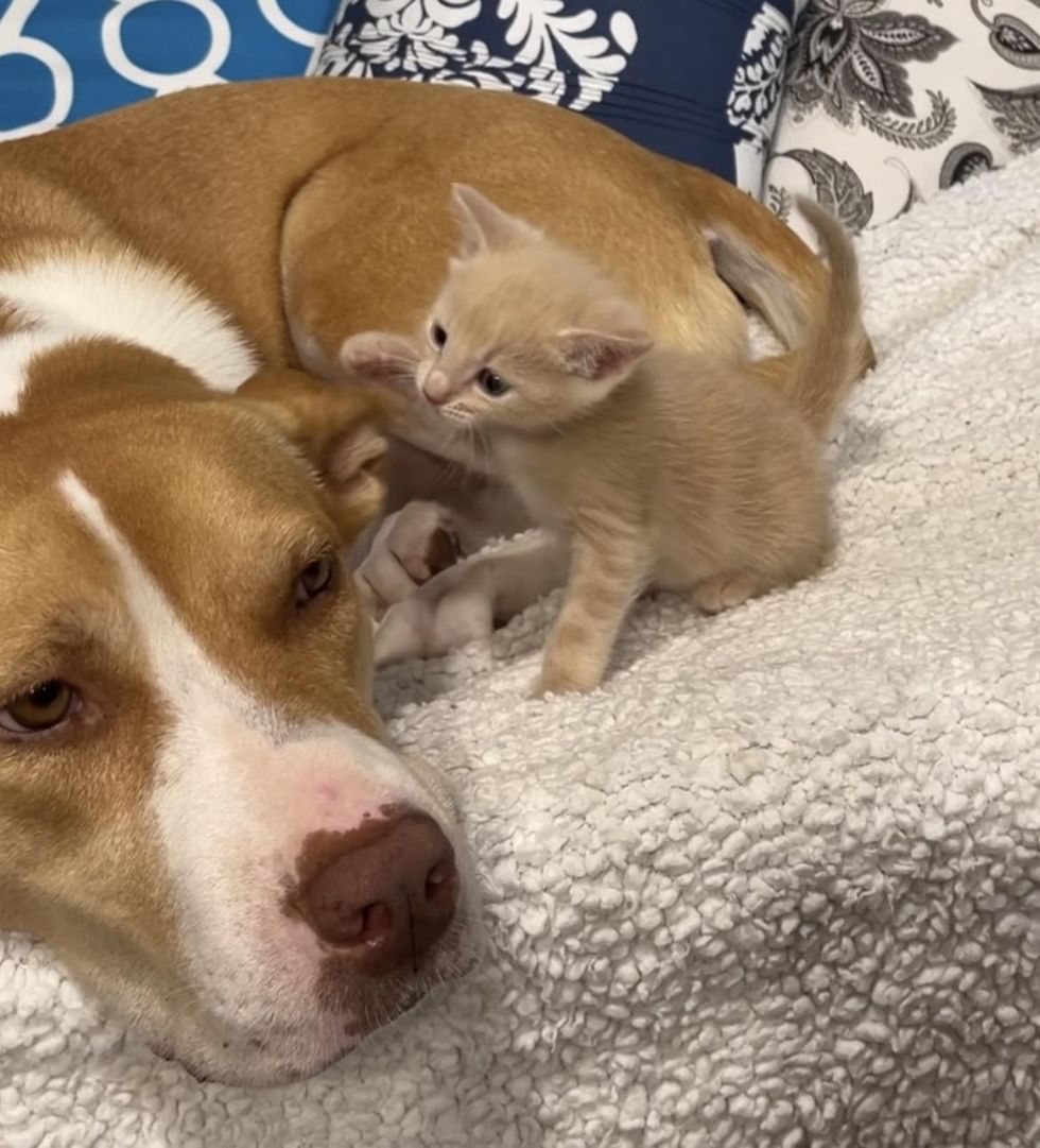 playful kitten gentle dog