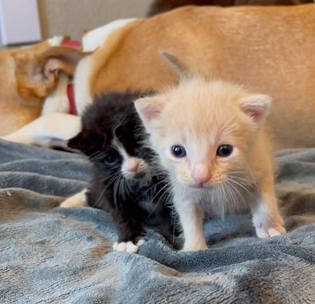 kitten brothers