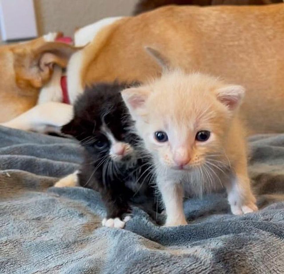 kitten brothers