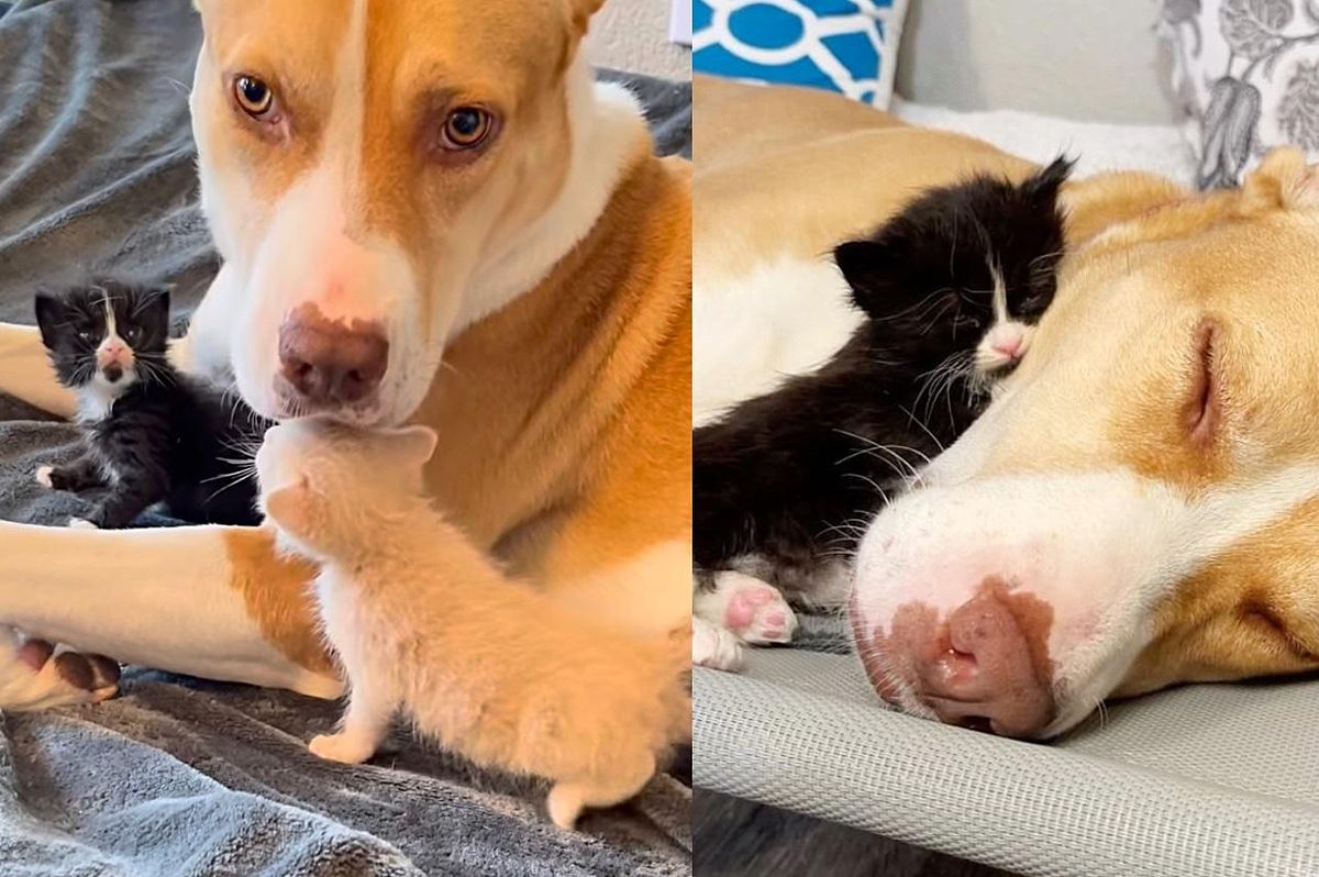 Sweet Dog Takes Two Kittens into Her Care and Knows Just What They Needed