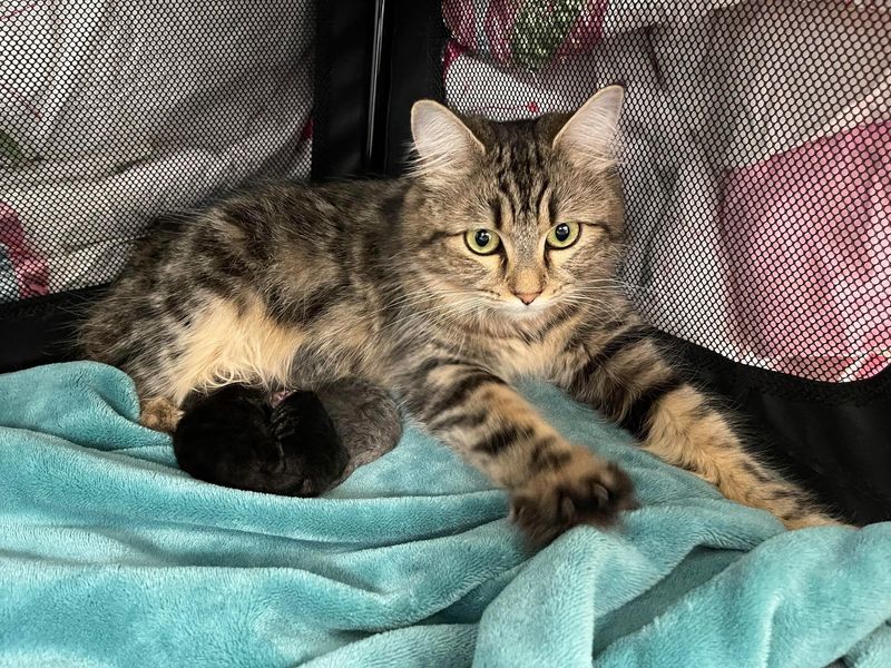 cat kneading kittens