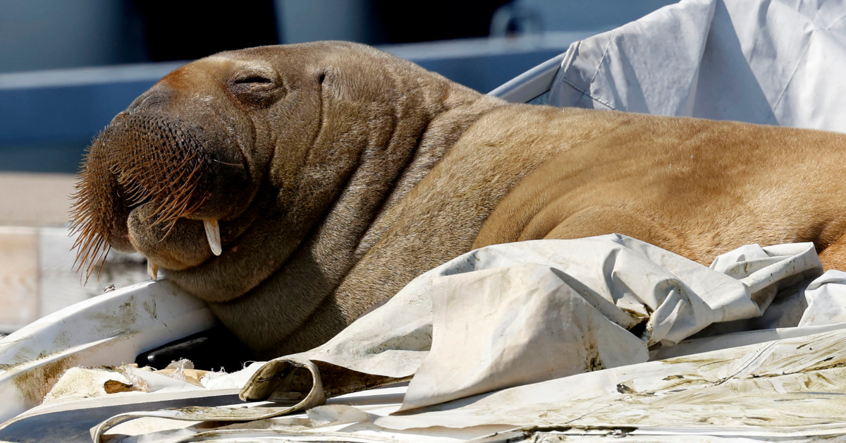 The Internet Is Outraged After Beloved Walrus Who Climbed Onto Boats In Norway Is Euthanized